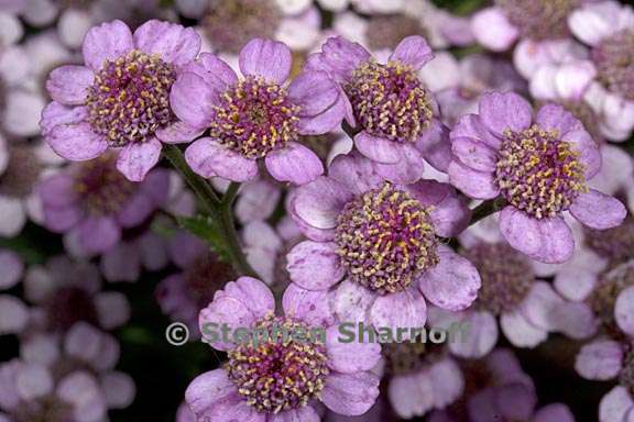 achillea alpina var pulchra 4 graphic